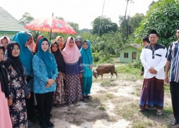 PKK Kaltara Sumbang 1 Sapi Kurban