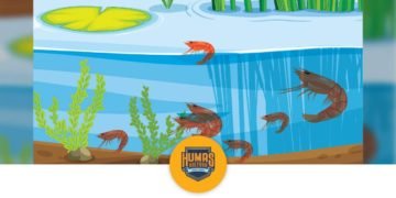 DKP Bangun Demplot Budidaya Udang Ramah Lingkungan