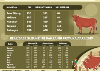 Per September, Upsus Siwab Hasilkan 1.493 Sapi Bunting