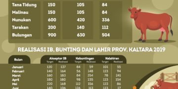 Per September, Upsus Siwab Hasilkan 1.493 Sapi Bunting